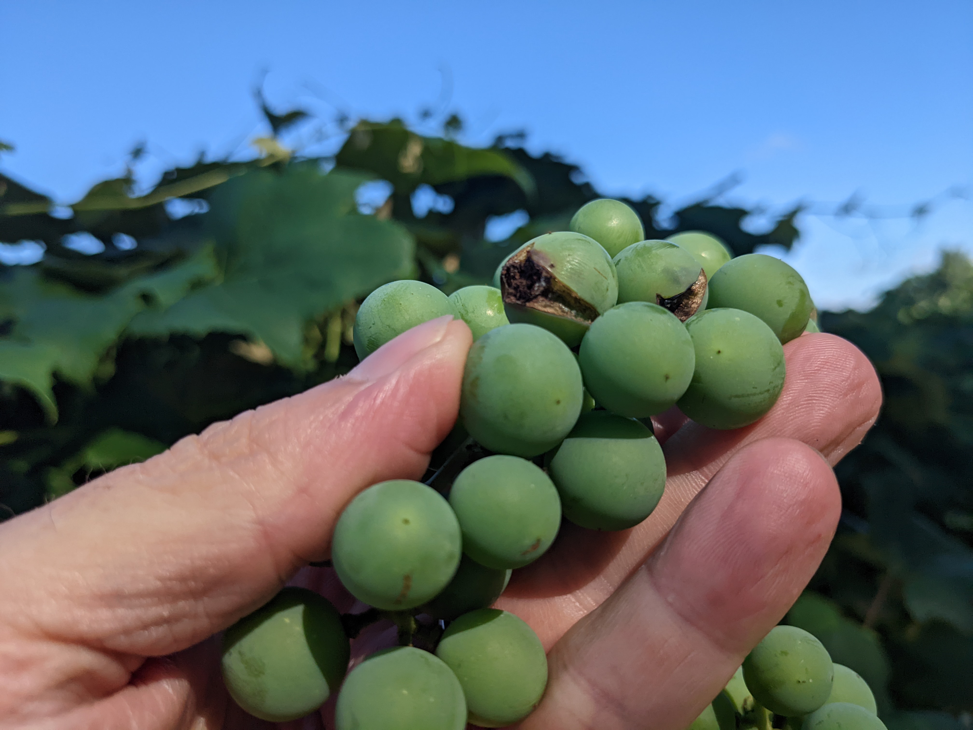 Thrips damage to berries.